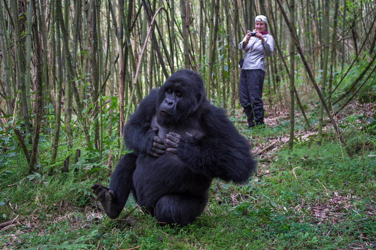 Uganda Safari