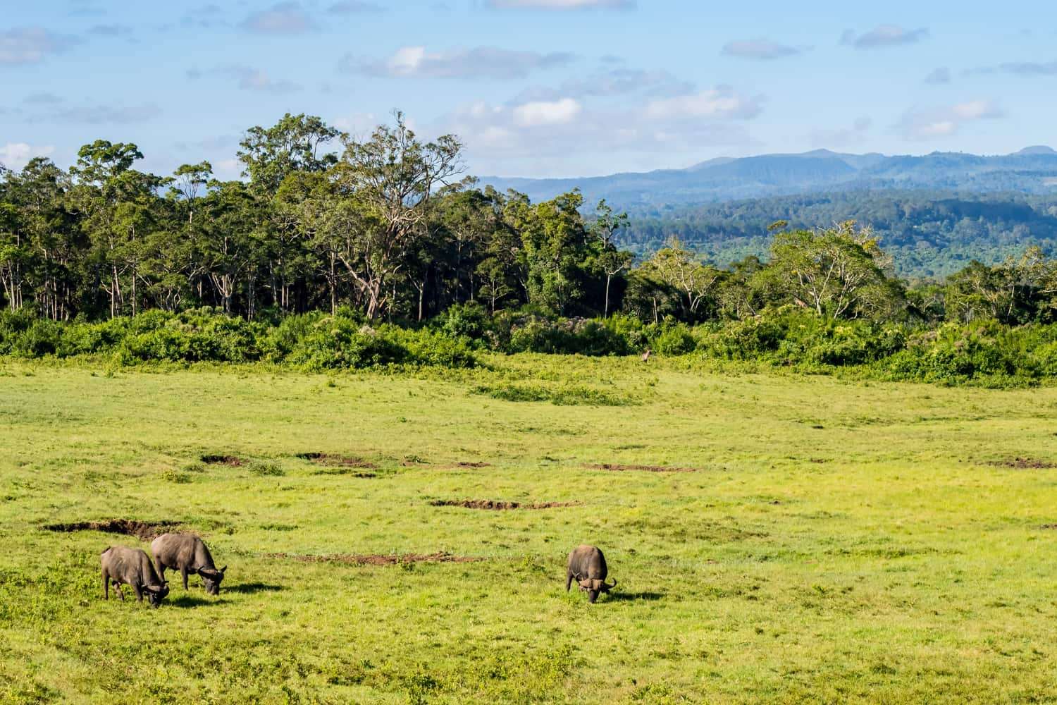 The ultimate Kenya Wildlife Safari and Coastal Beach Escape
