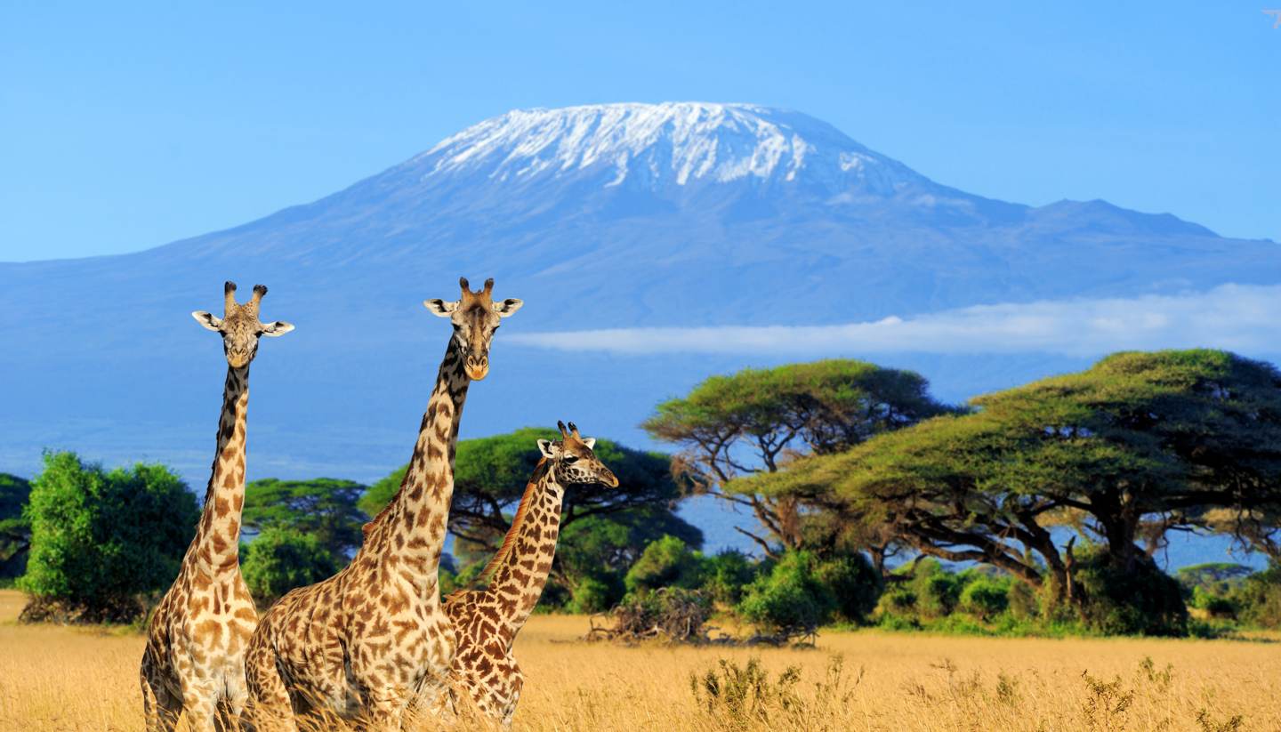 Kenya and Tanzania Wildlife Safari