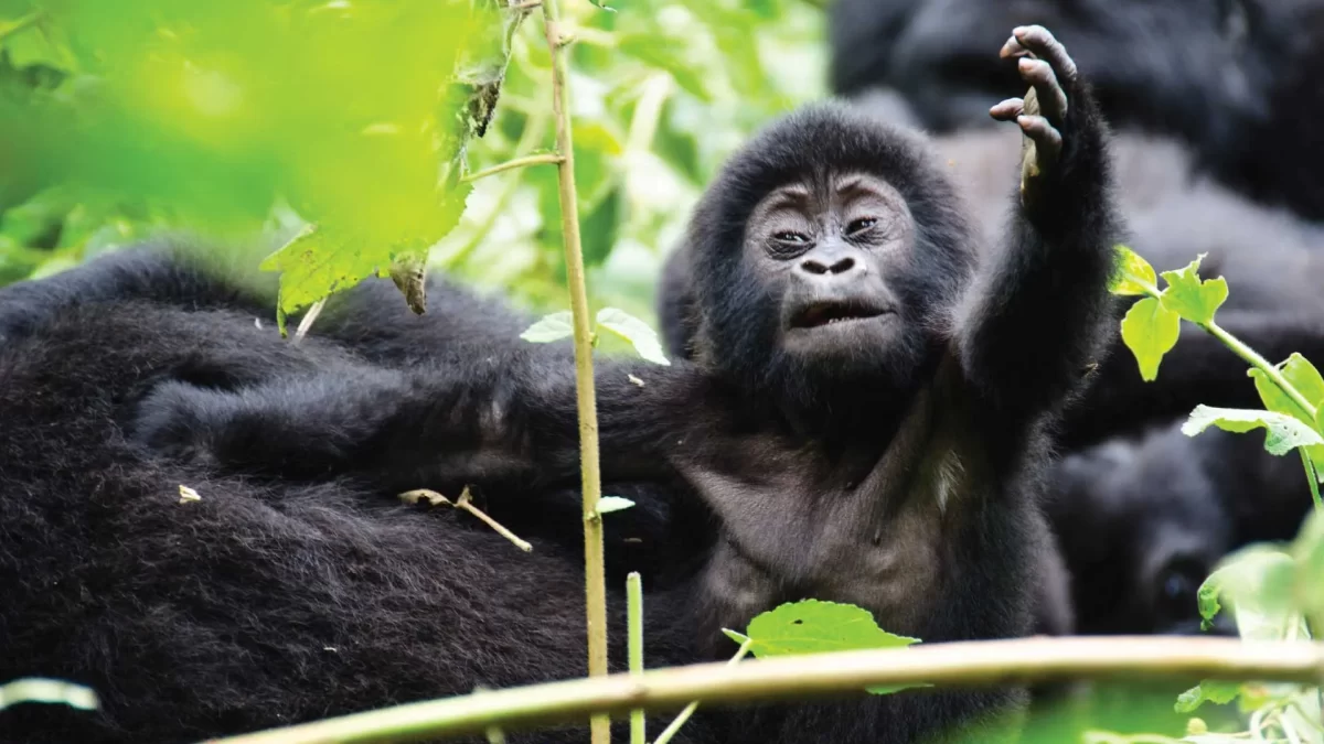 The Ultimate Uganda Wildlife and Gorilla Trekking Safari
