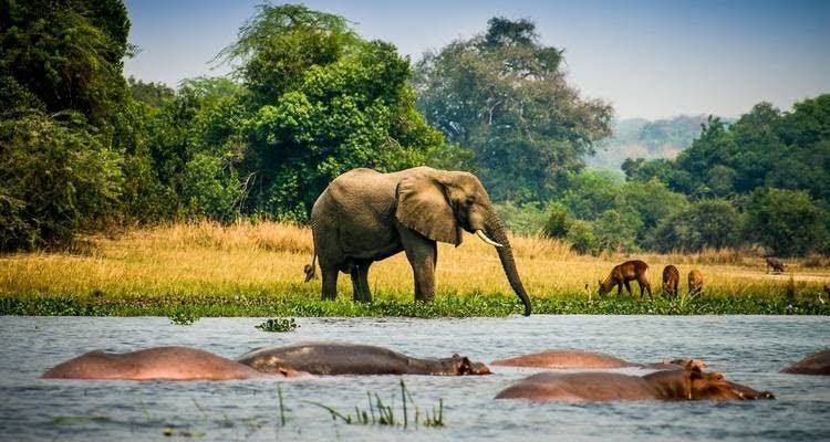 The Ultimate Uganda Wildlife and Gorilla Trekking Safari