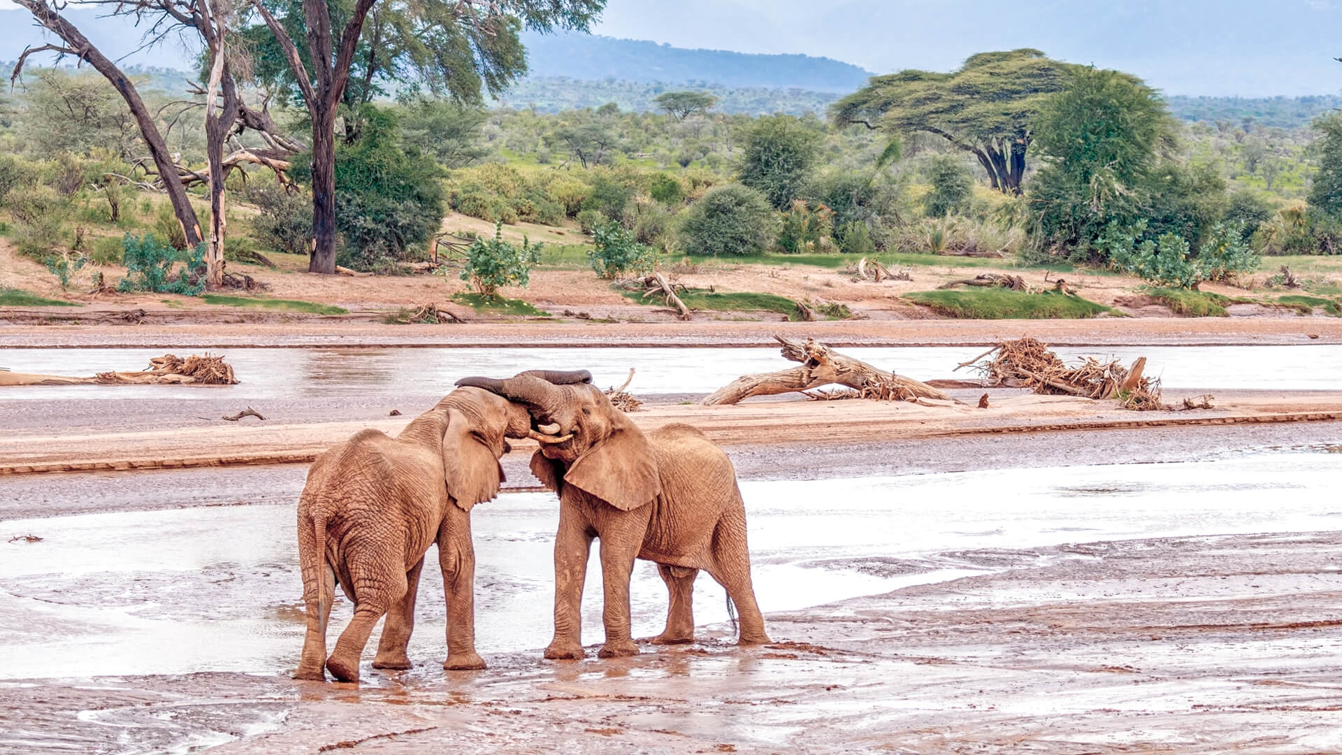  Samburu National Reserve