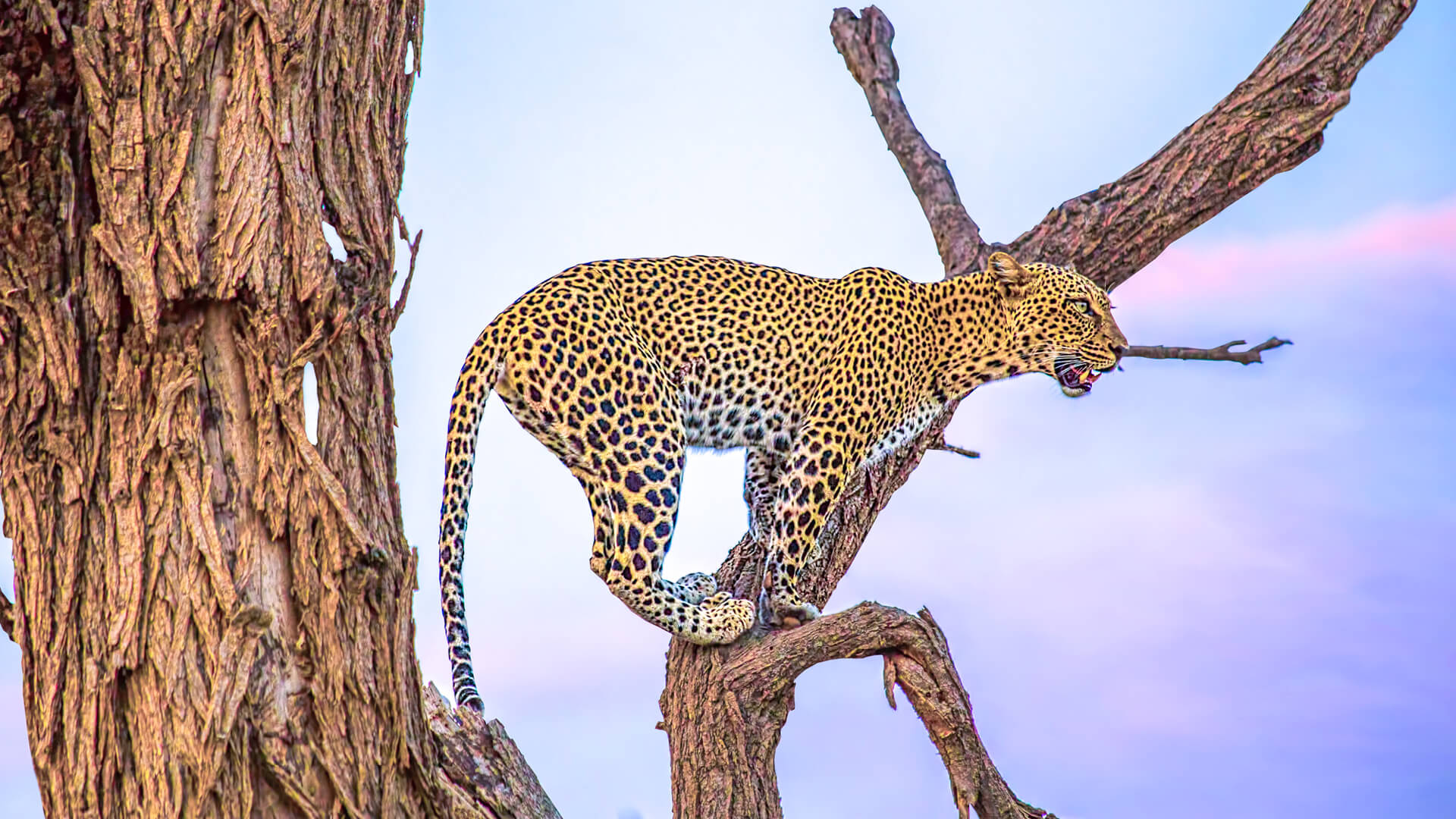  Samburu National Reserve