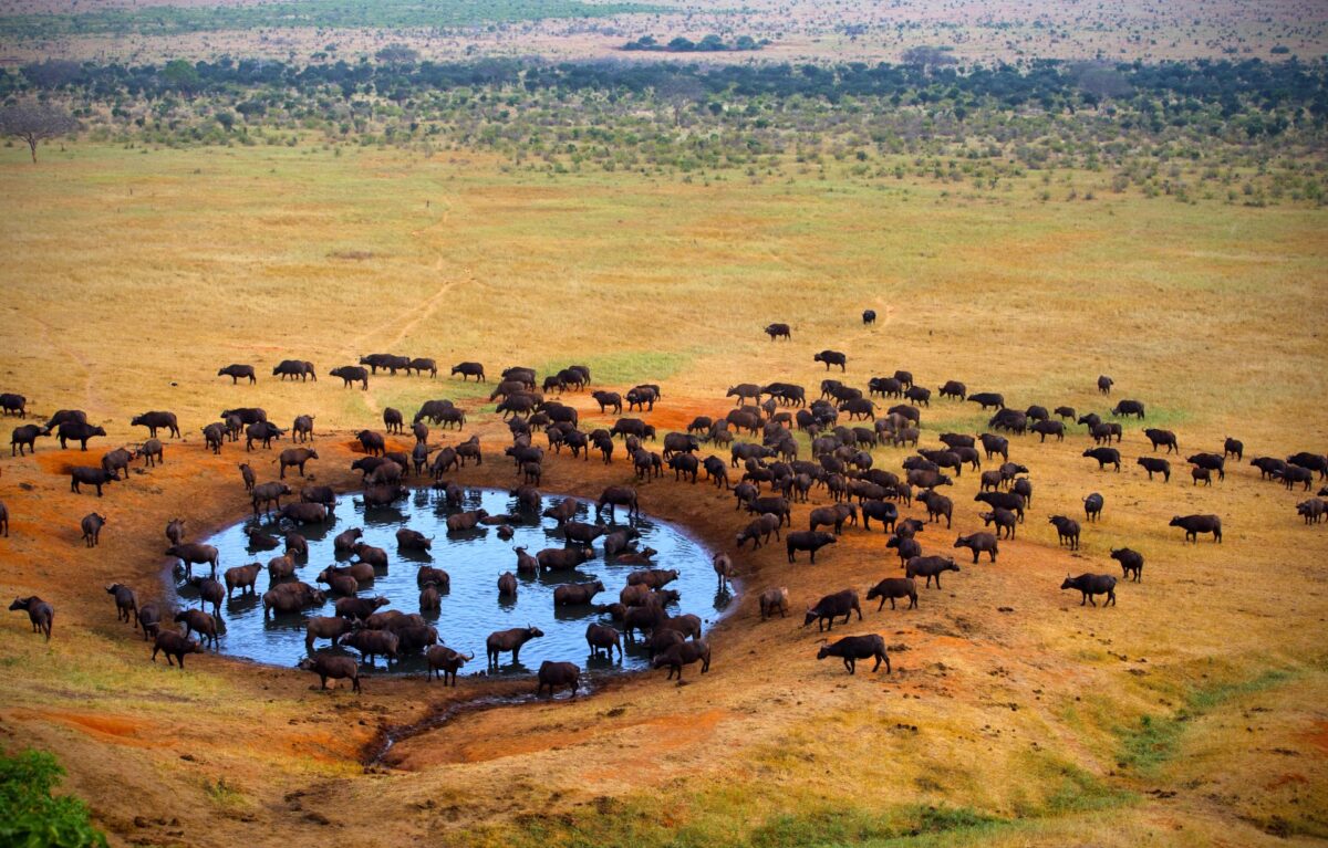 Kenya Grand Wildlife Safari and Big Five Adventure