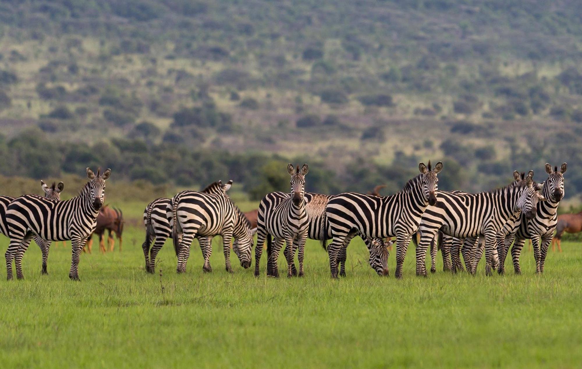 Rwanda and Uganda Gorilla Trekking and Wildlife Safari