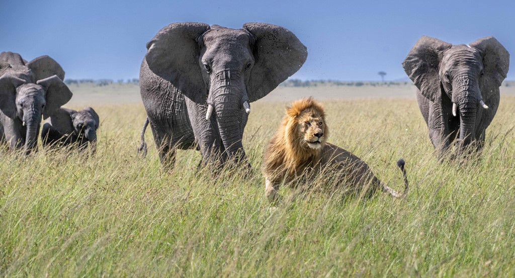 The Big Five: Where and How to Spot Them in Kenya