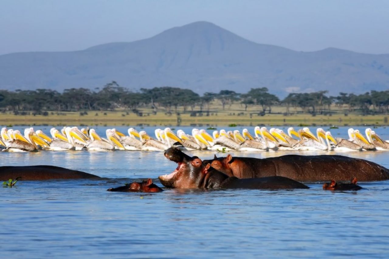 Kenya Budget Safari: Unleash the Kenya Wild wonders for Less budget