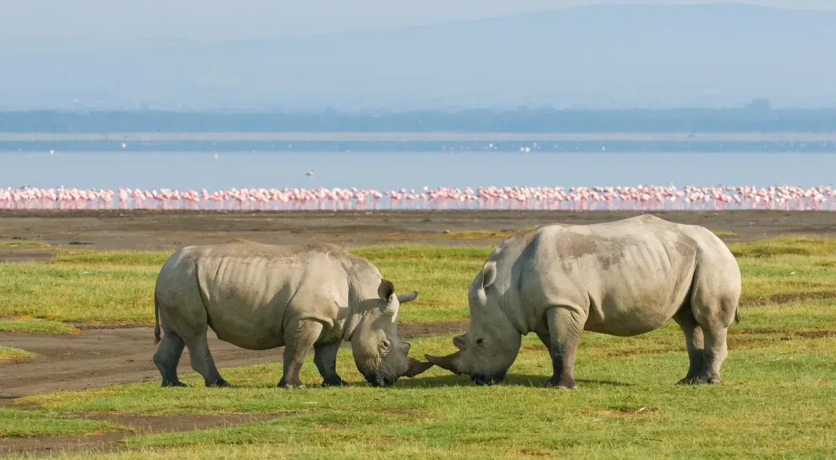 Holiday Safari to Kenya for Family Adventure: Intro to Wildlife, Culture, and Nature