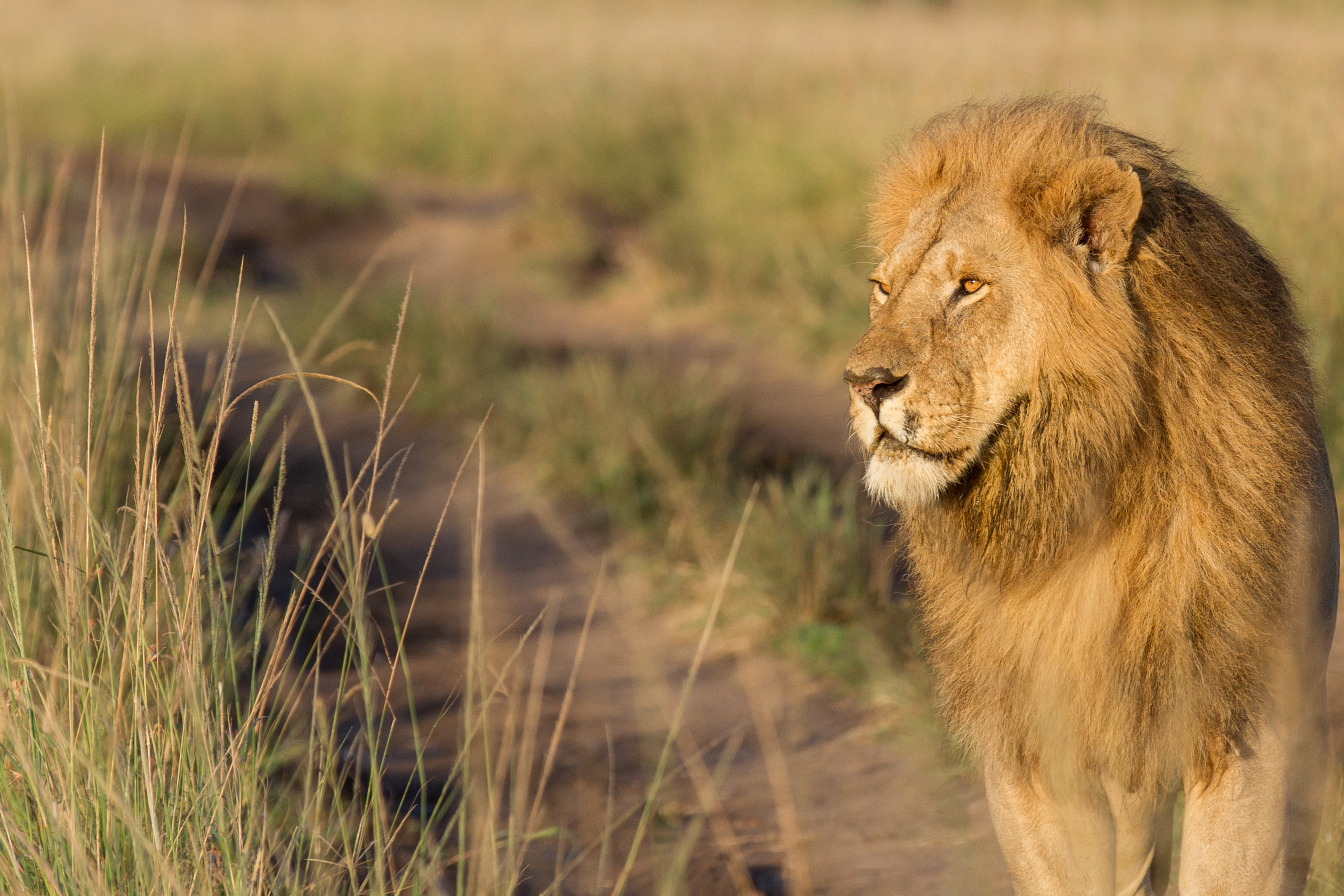 The ultimate Kenya Wildlife Safari and Coastal Beach Escape