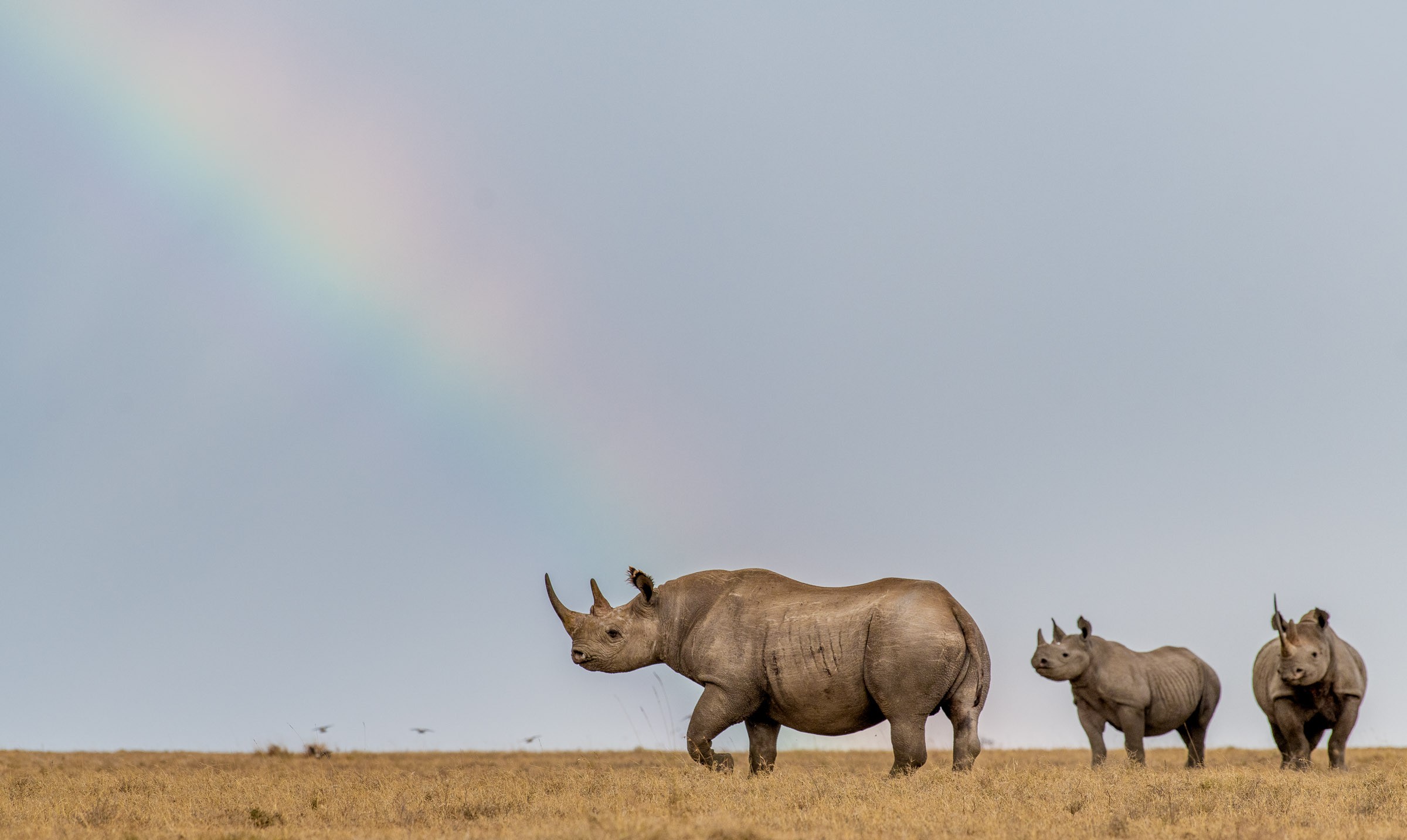 Holiday Safari to Kenya for Family Adventure: Intro to Wildlife, Culture, and Nature