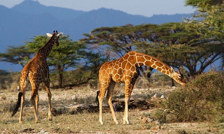 The Ultimate Uganda Wildlife and Gorilla Trekking Safari