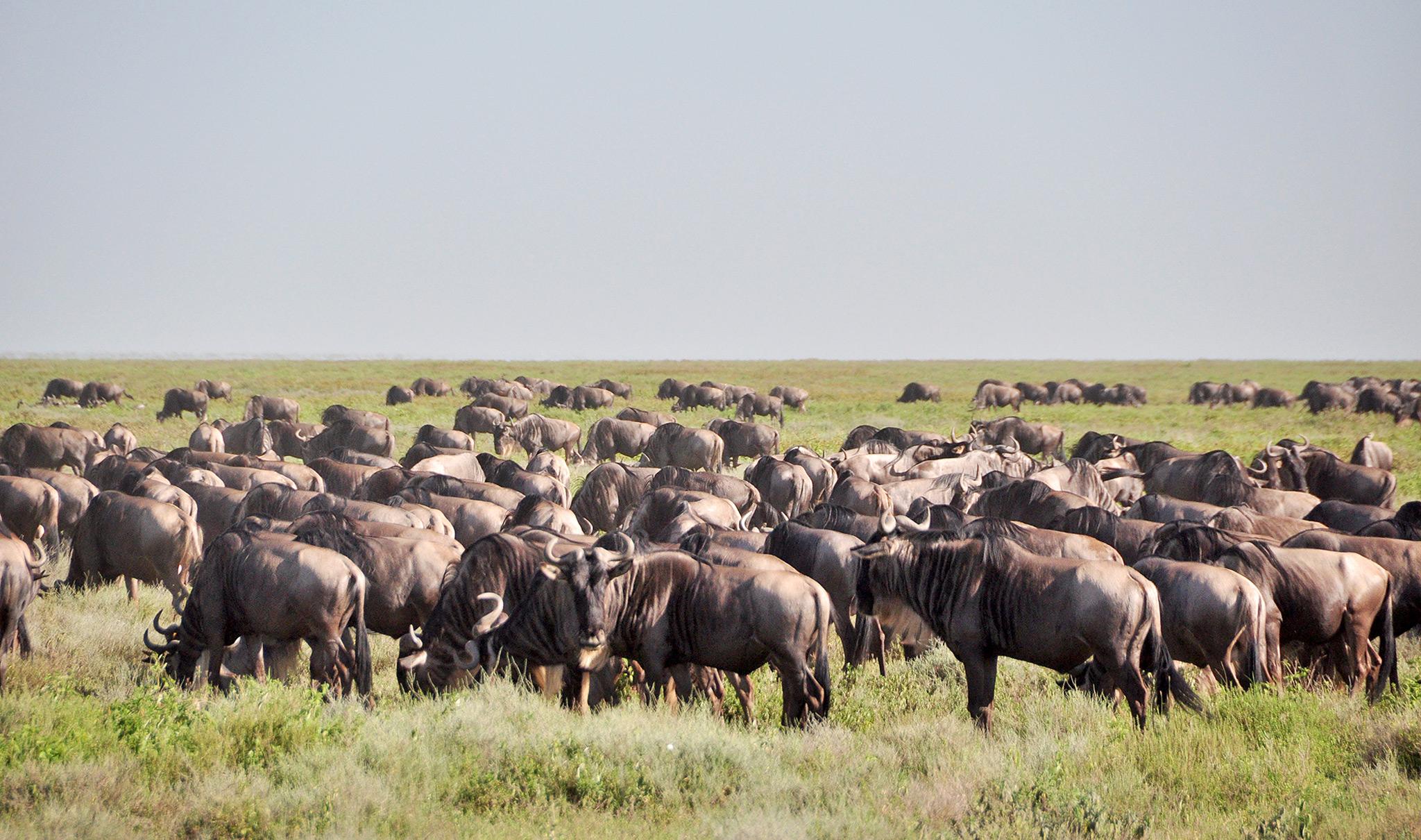 Serengeti National Park