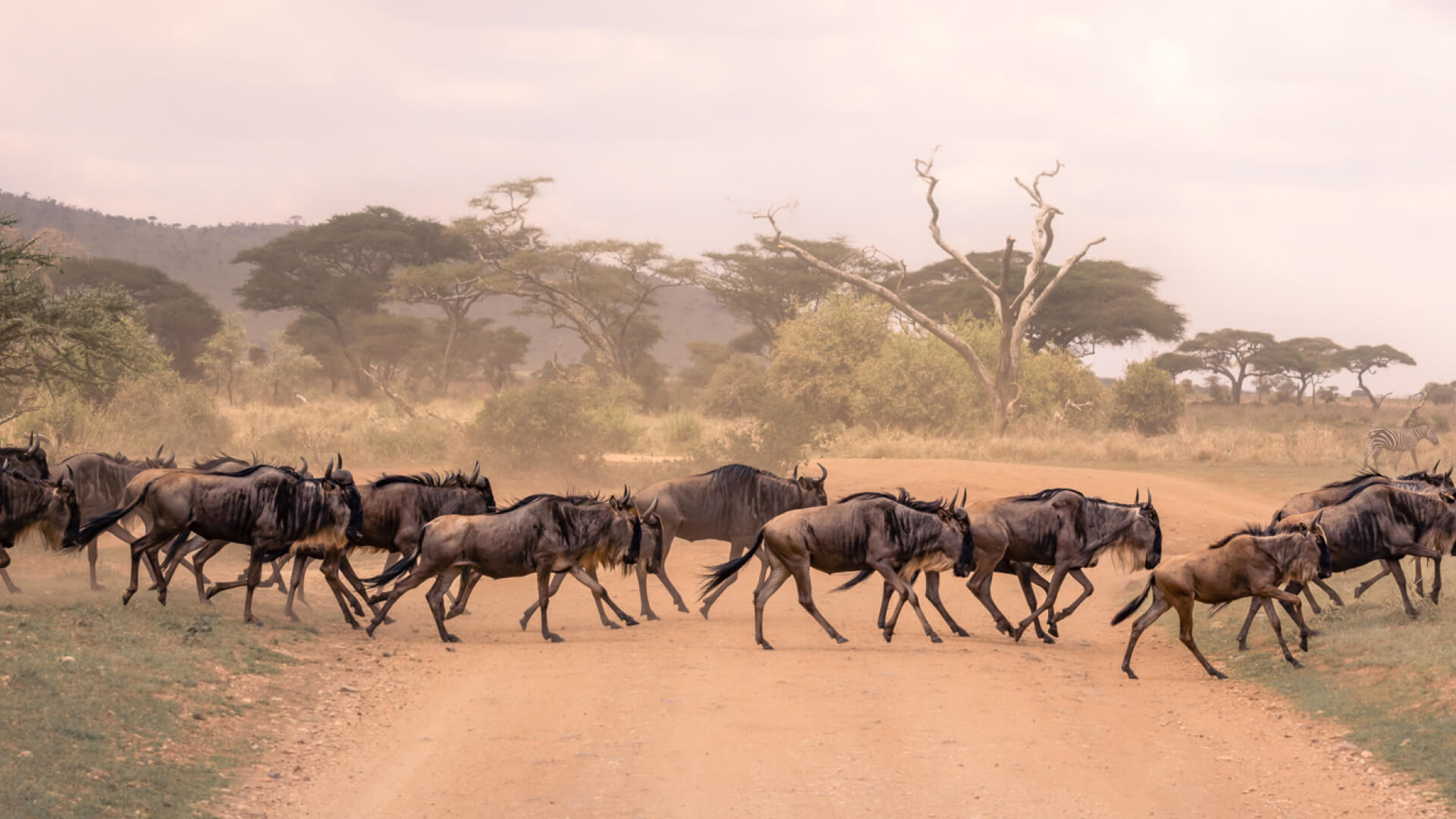 Kenya and Tanzania Wildlife Safari
