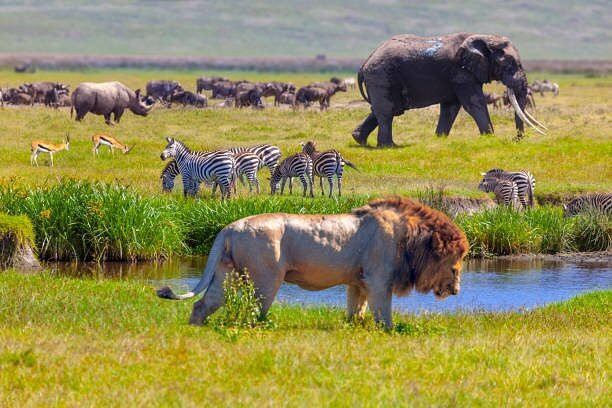 Kenya and Tanzania Wildlife Safari